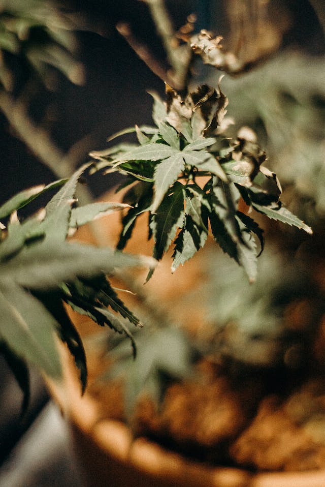 Légalisation du Cannabis: Une Perspective Mondiale